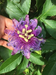 Passiflora incarnata × cincinnata