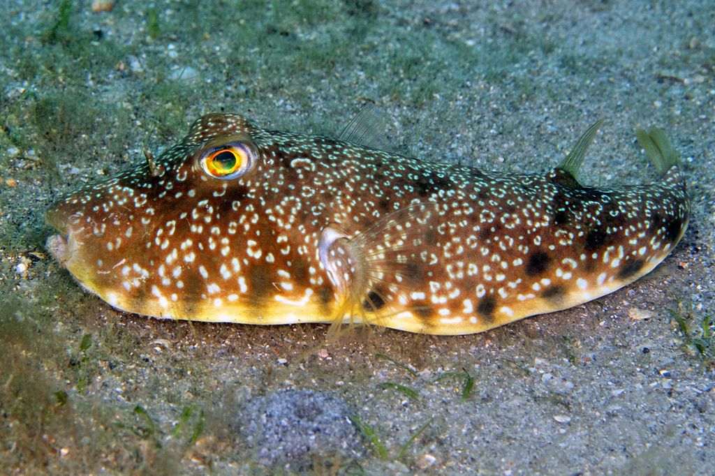 Southern Puffer
