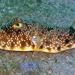 Southern Puffer - Photo (c) Kevin Bryant, some rights reserved (CC BY-NC-SA)