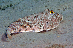 Southern Puffer photo 4
