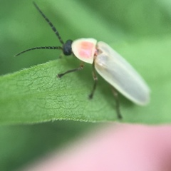 Photinus marginellus