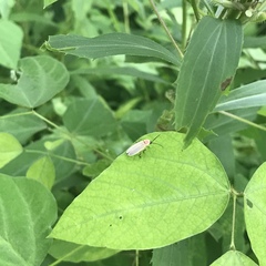 Photinus marginellus