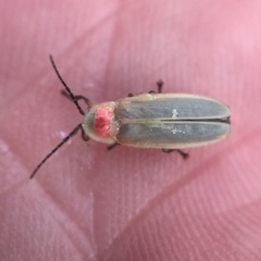 Photinus marginellus