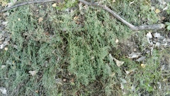 Thesium linophyllon