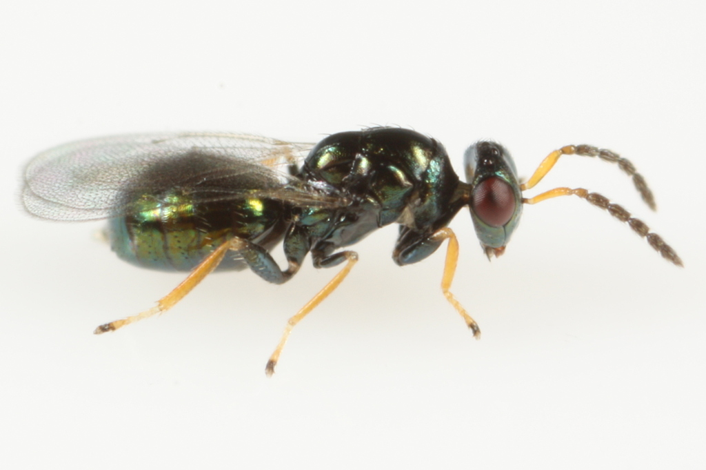 Tetrastichus trisulcatus