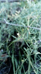 Thesium linophyllon