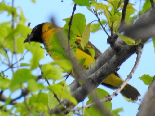 Village Weaver