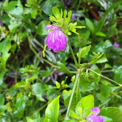 Justicia carthaginensis, photograph 6