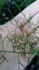 Thesium linophyllon