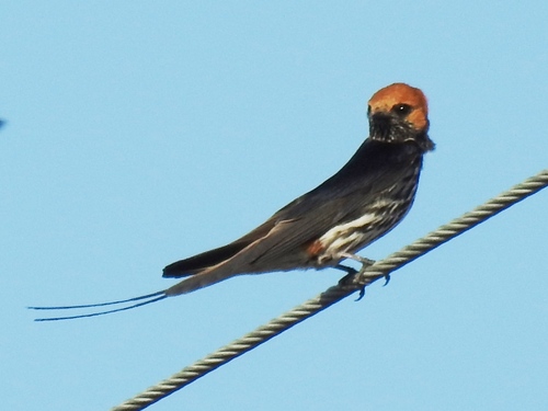 Lesser Striped Swallow