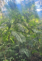 Chamaedorea costaricana, photograph author not stated, no rights reserved
