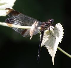 Macrothemis inequiunguis