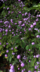 Thalictrum delavayi