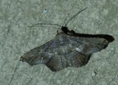 Tyrissa recurva