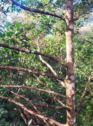 Garcinia intermedia, photograph 5