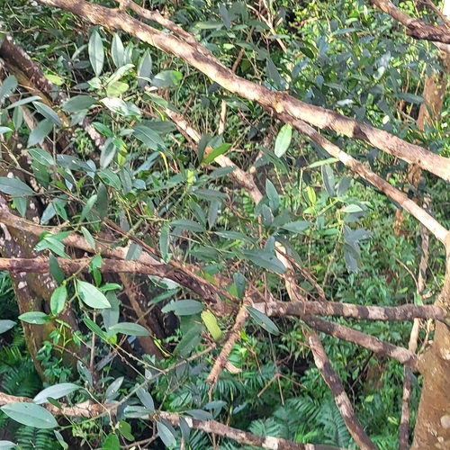 Garcinia intermedia, photograph 6