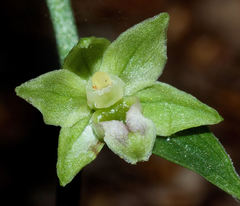 Epipactis exilis