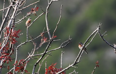 Curruca cantillans albistriata