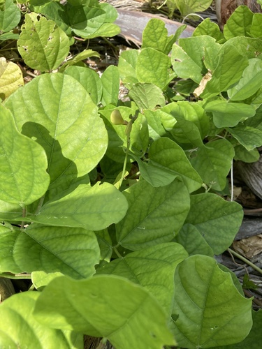 Image of Vigna marina by (c) Samuel Brown, some rights reserved (CC BY)