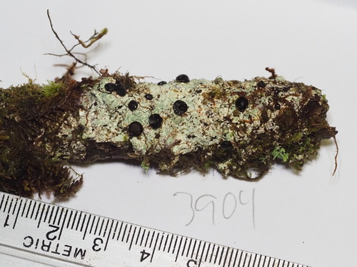 Megalospora sulphurata