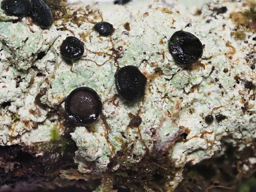 Megalospora sulphurata