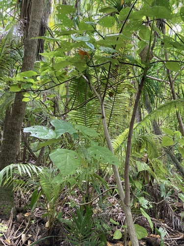Image of Hernandia nymphaeifolia by (c) Samuel Brown, some rights reserved (CC BY)
