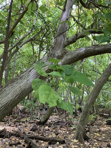 Image of Hernandia nymphaeifolia by (c) Samuel Brown, some rights reserved (CC BY)