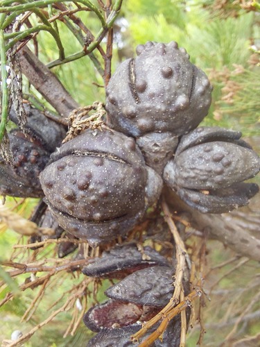 Slender Cypress-pine