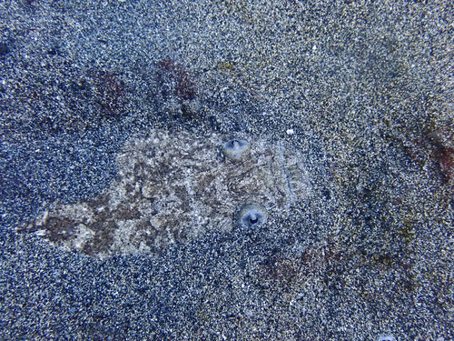 Atlantic stargazer (Uranoscopus scaber) — Uranoscopidae — 4