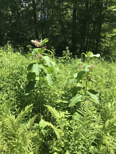 Common milkweed (Asclepias syriaca)