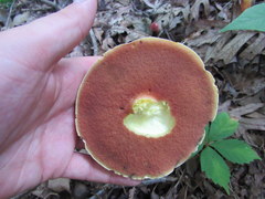Boletus carminiporus