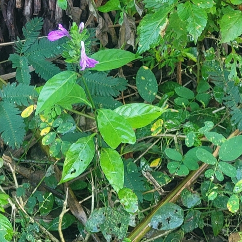 Justicia carthaginensis, photograph 4