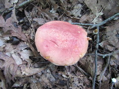 Boletus carminiporus