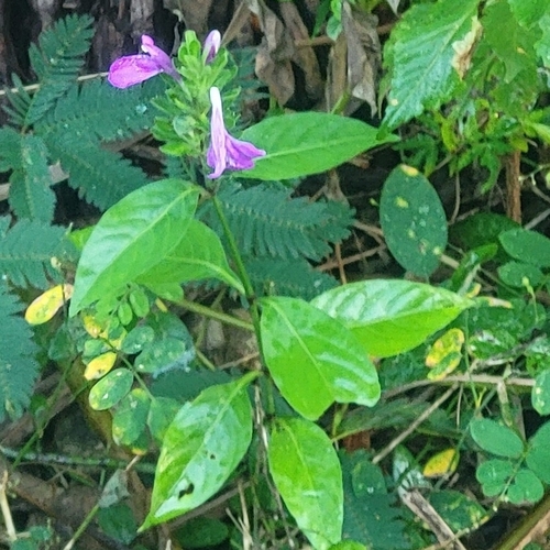 Justicia carthaginensis, photograph 5