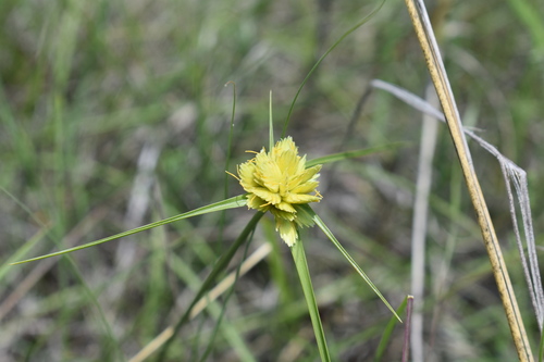 Image of Cyperus sphaerocephalus by (c) Justin Ponder, some rights reserved (CC BY)