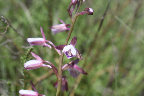Image of Eulophia hians by (c) Justin Ponder, some rights reserved (CC BY)