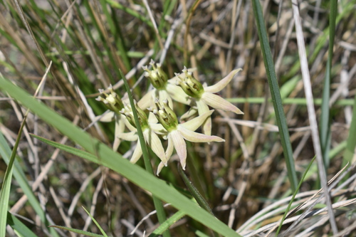 Image of Asclepias eminens by (c) Justin Ponder, some rights reserved (CC BY)