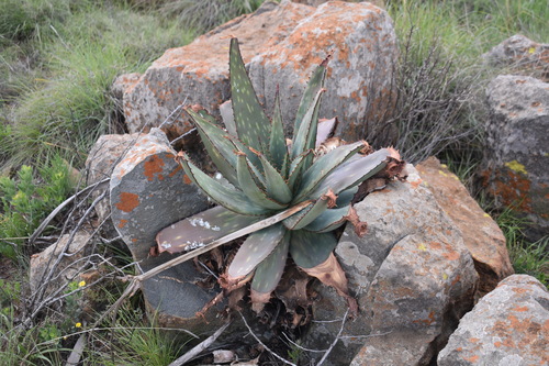 Verdoorn's Spotted Aloe (Aloe verdoorniae)