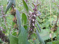 Leonurus quinquelobatus
