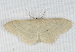 Idaea deversaria