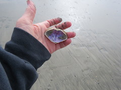 Metacarcinus anthonyi