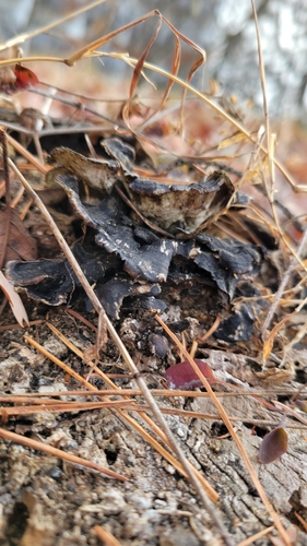 Trametes versicolor
