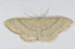 Idaea deversaria