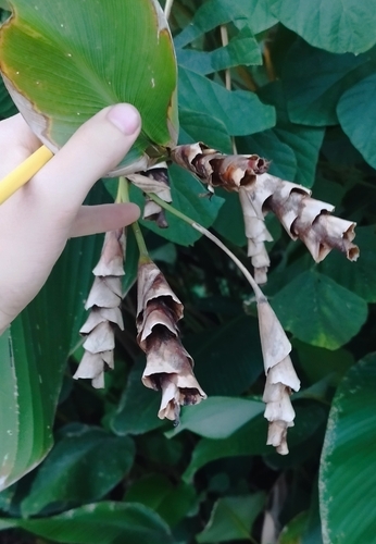Image of Calathea lutea by (c) Joe crutwell, some rights reserved (CC BY)