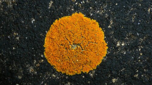 Variospora thallincola