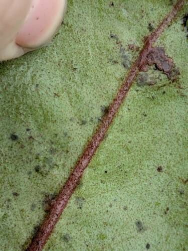 Myrsine wawraea observed 2024-12-05