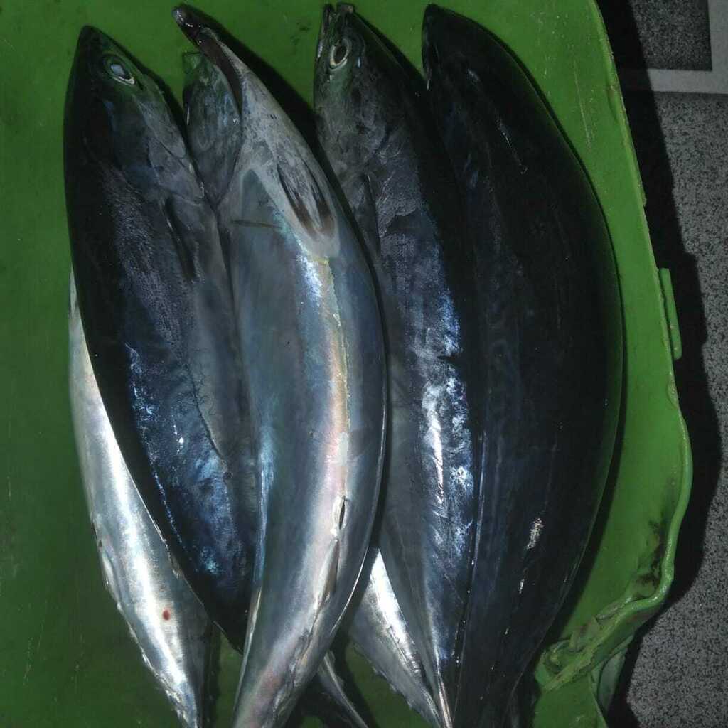Photo of Bullet tuna (Auxis rochei)