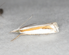 Crambus girardellus