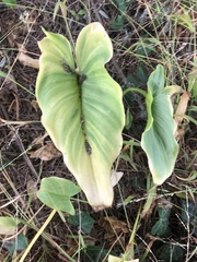 Zantedeschia