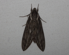 Sphinx canadensis